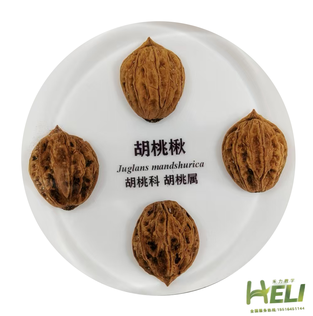 包埋標本    胡桃楸